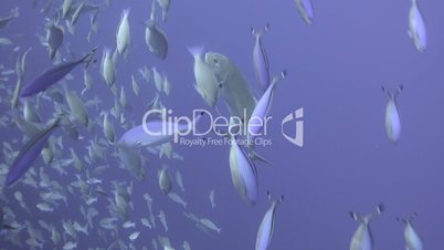 Large school/shoal of Long-nose parrot fish.
