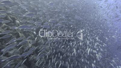 Large school/shoal of Long-nose parrot fish.