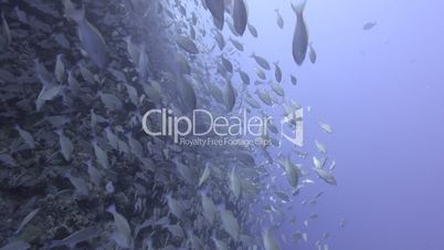 Large school/shoal of Long-nose parrot fish.