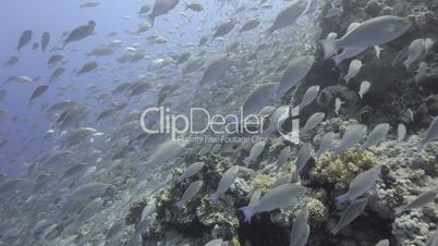 Large school/shoal of Long-nose parrot fish.