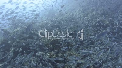 Large school/shoal of Long-nose parrot fish.