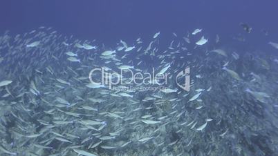 Large school/shoal of Long-nose parrot fish.