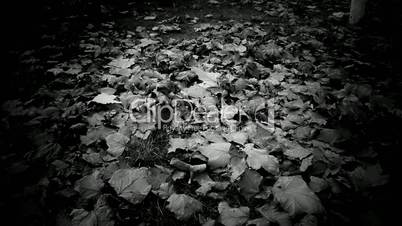 falling leaves full on ground,black and white film.