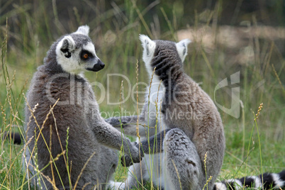 Lemur cattas