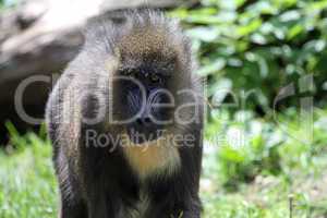 Mandrill