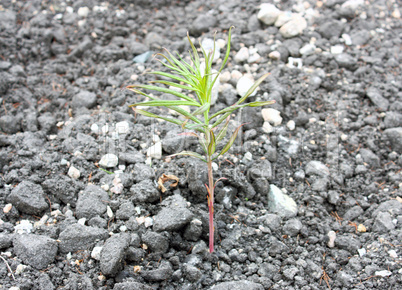 Sprout on asphalt