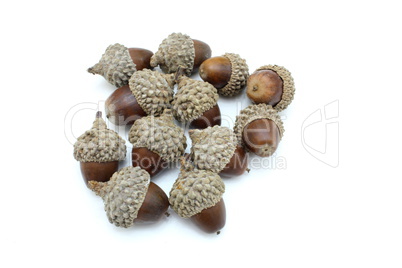 Three acorns on a white.