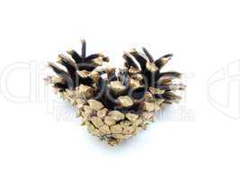 Pine cones