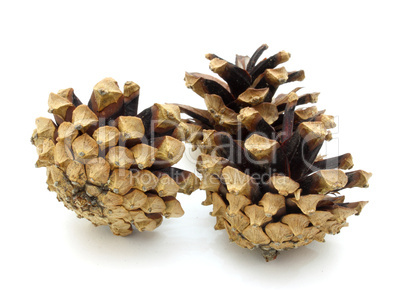 Pine cones