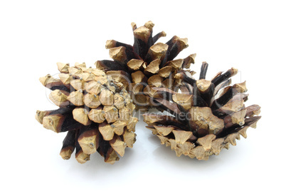 Pine cones