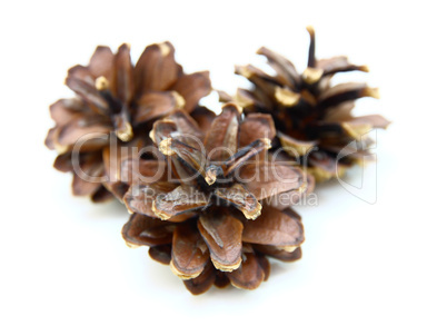 Pine cones