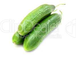 The fresh green cucumber
