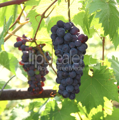 Blue grape with green leaf