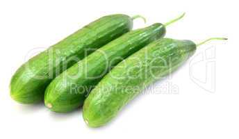 The fresh green cucumber