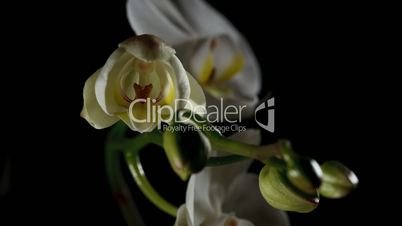 Time-lapse Of White Orchid Opening.
