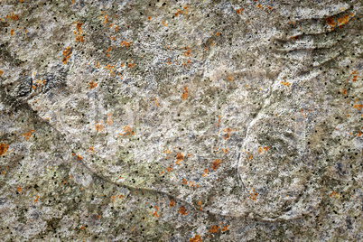 old stone lichen background