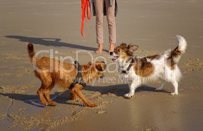 Hunde am Strand im ausgelassenen Spiel