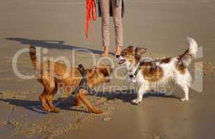 Hunde am Strand im ausgelassenen Spiel