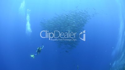 Diver photographing a large school/shoal of bohar snapper