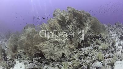 A Colony of Giant sea fans or Goegonian fan corals.