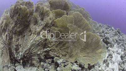 A Colony of Giant sea fans