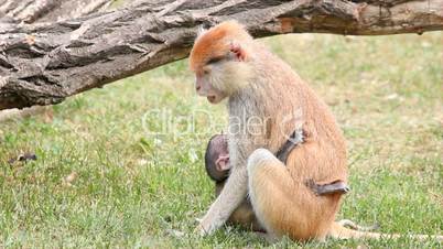 mother monkey holding her baby