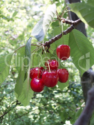 Cherries