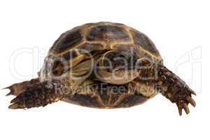 tortoise closeup
