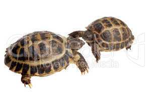 two tortoises
