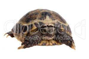 tortoise close-up