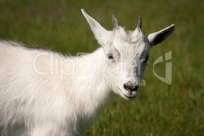 Goat animal