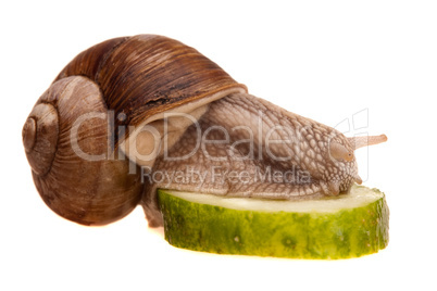 eating snail in profile