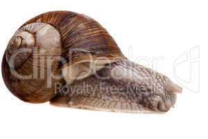 snail closeup
