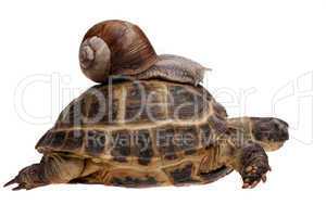 snail on the tortoise