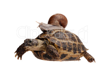 snail on the turtle