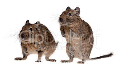 two rodent degu
