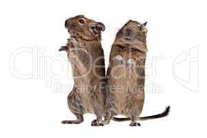 two degu standing full-length