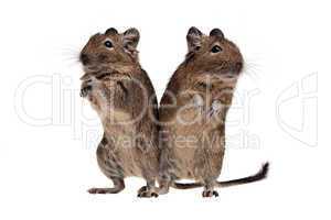 two degu standing full-length