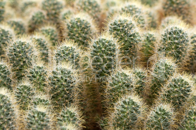 Cactus plant