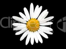 Chamomile flower