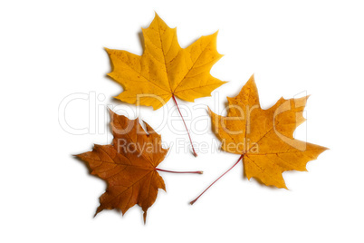 Maple leaves