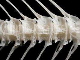 Sea fish white bone
