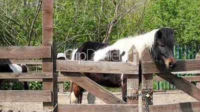 farm scene with pony horse