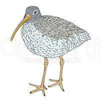 Eurasian Curlew, bird. Vector illustration.