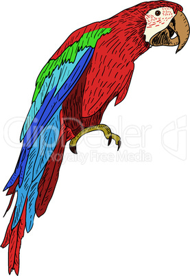 Macaws. Vector illustration.