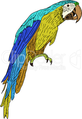 Macaws. Vector illustration.