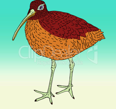 Eurasian Curlew, bird. Vector illustration.