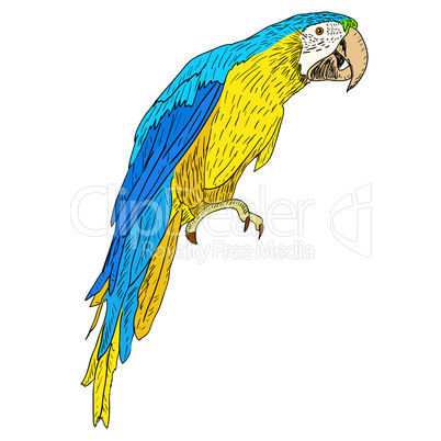 Macaws. Vector illustration.