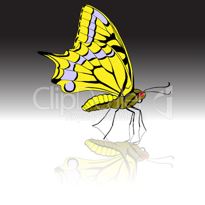 Beautiful tropical butterfly. Vector illustration.