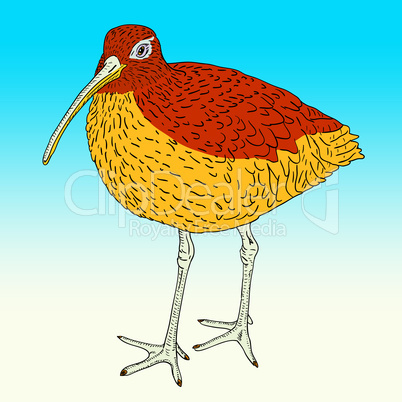 Eurasian Curlew, bird. Vector illustration.